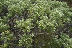 Brachyglottis cassinioides