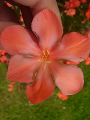 Tritonia squalida