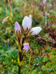 Gentianella diemensis