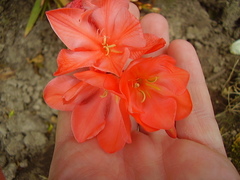 Tritonia squalida
