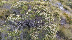 Veronica topiaria