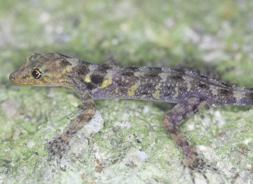 Pinang Island Rock Gecko