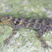 Penang Island Round-eyed Gecko - Photo no rights reserved, uploaded by Scott Loarie