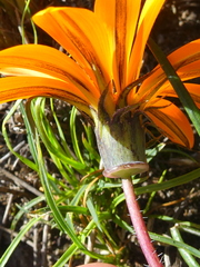 Gazania ciliaris