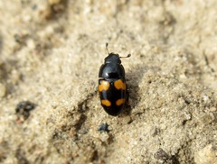 Glischrochilus grandis