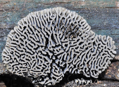 Gloeophyllum abietinum