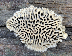 Gloeophyllum abietinum