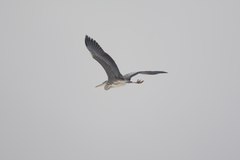 Ardea cinerea