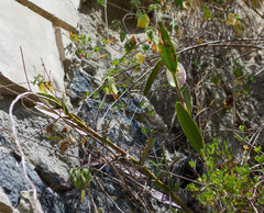 Epidendrum jamiesonis