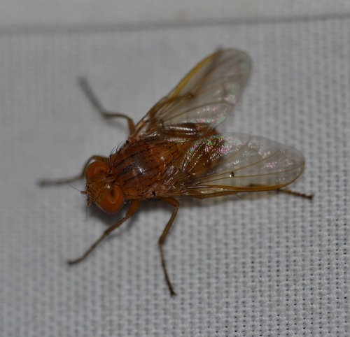 Tachinid fly photo 5