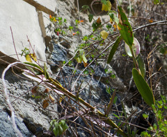 Epidendrum jamiesonis
