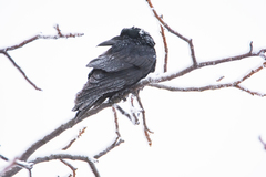 Corvus frugilegus