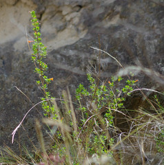Clinopodium tomentosum