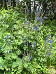 Salvia vitifolia