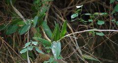 Epidendrum jamiesonis