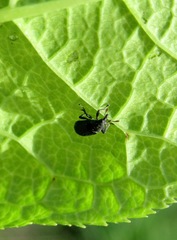 Magdalis ruficornis