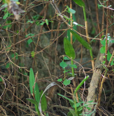 Epidendrum jamiesonis