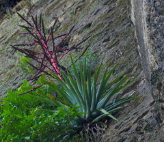 Tillandsia secunda
