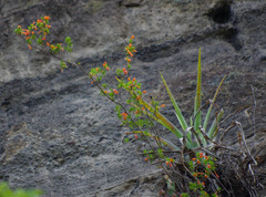 Clinopodium tomentosum