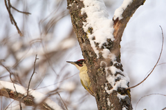 Picus viridis