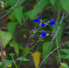 Salvia scutellarioides