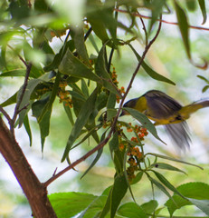 Phoradendron nervosum