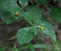 Capsicum rhomboideum