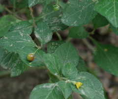 Capsicum rhomboideum