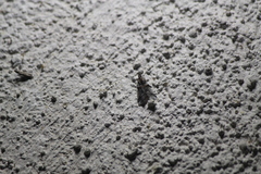 Acrobasis tricolorella