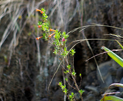 Clinopodium tomentosum