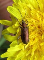 Plateumaris discolor