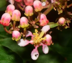 Heteropterys palmeri