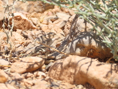 Sistan Racerunner photo 2
