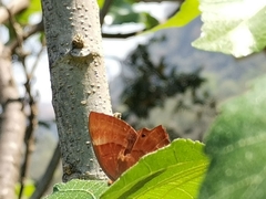 Abisara bifasciata suffusa