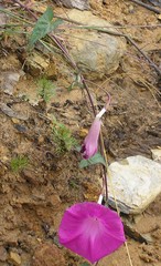Ipomoea elongata
