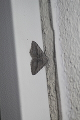 Digrammia imparilata