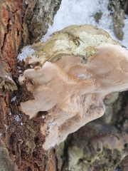 Agaricomycetes