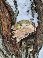 Agaricomycetes