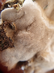 Agaricomycetes