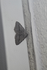 Digrammia imparilata