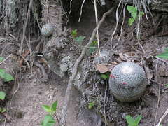 Mammillaria albilanata