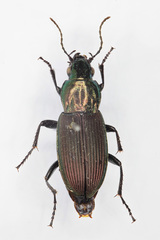 Poecilus lepidus