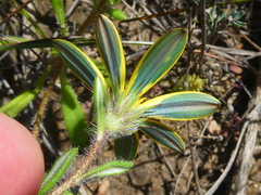 Gorteria piloselloides