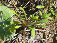 Gorteria piloselloides