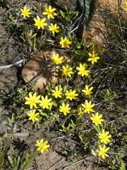 Gorteria piloselloides