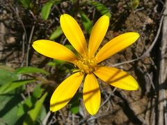 Gorteria piloselloides