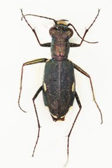 Cylindera germanica
