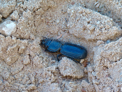 Passalidius fortipes