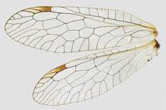 Dichrostigma flavipes