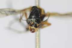 Dichrostigma flavipes